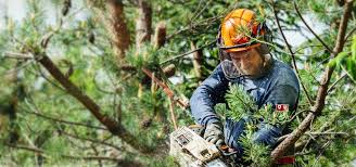 Tree Trimming & Pruning